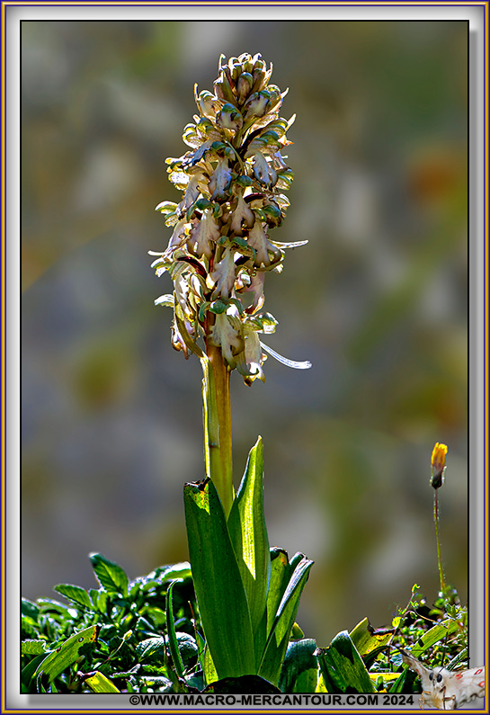 Orchis à longues bractées
